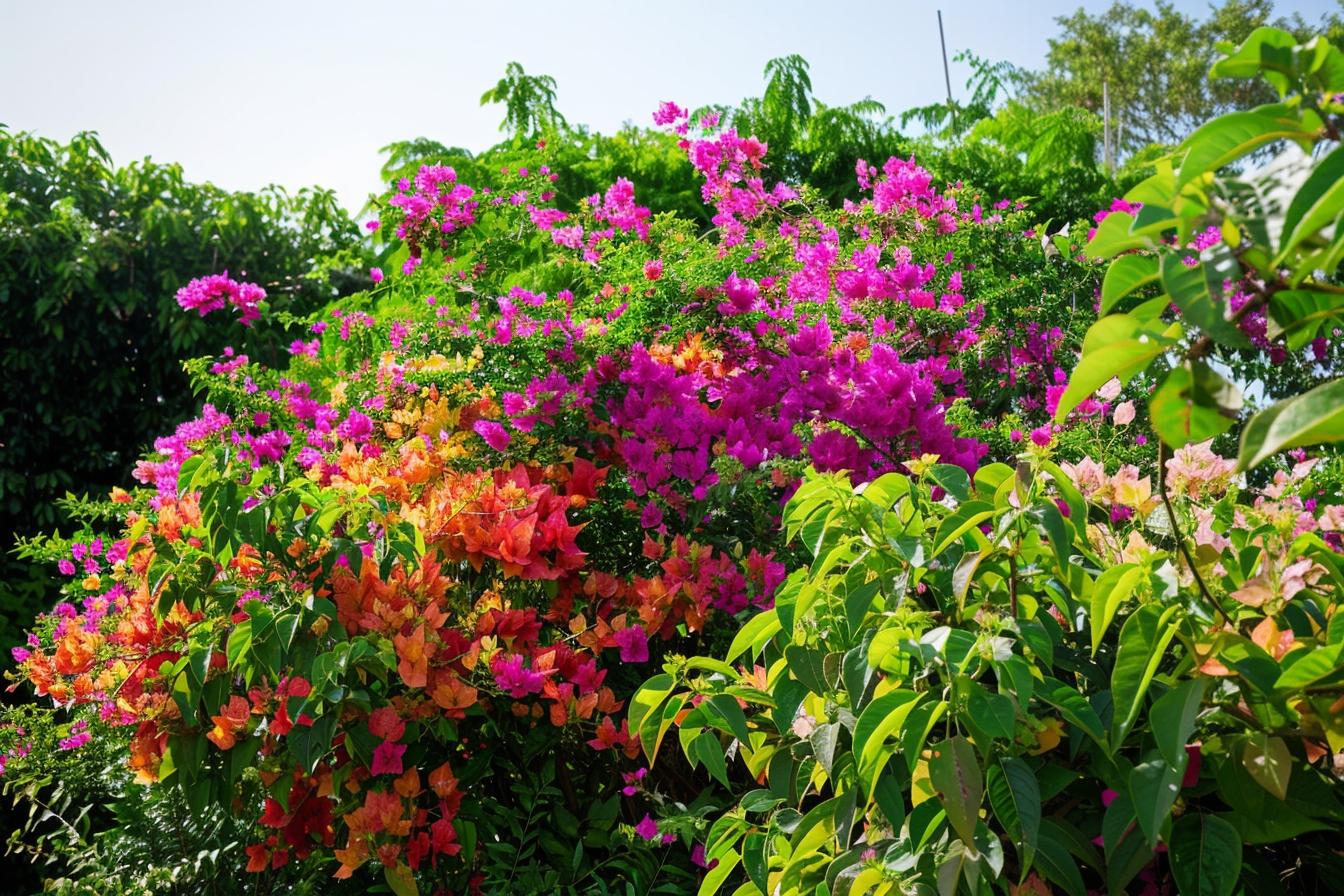 Quel engrais choisir pour un bougainvillier en pot florissant ?
