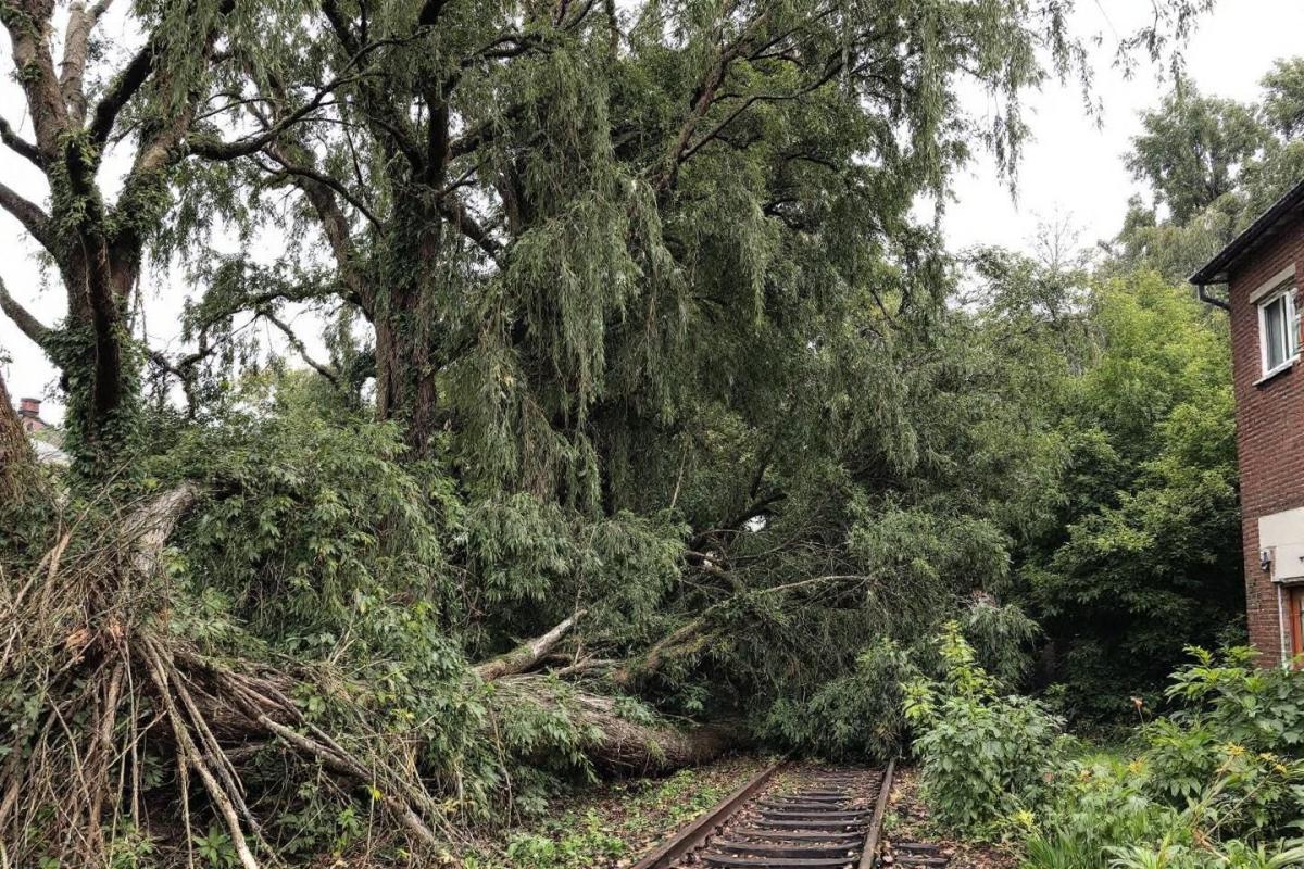 Tempête Goretti : arbres sur les voies SNCF à Épernay et 12 000 foyers sans électricité